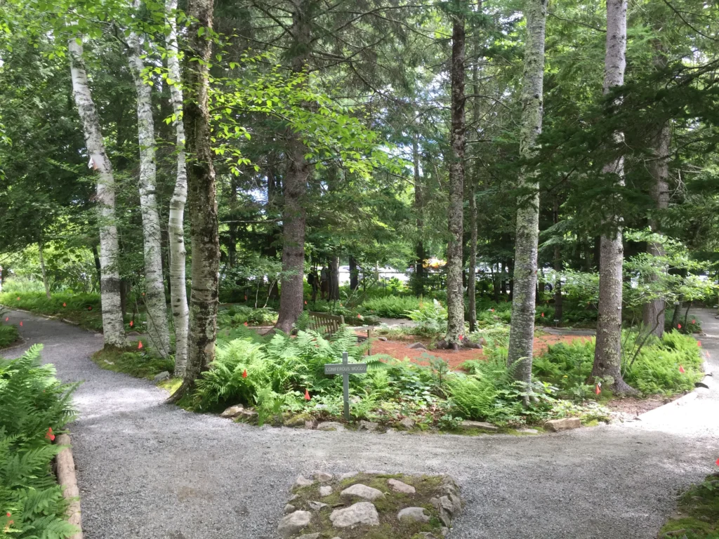 Birch and spruce woodland with ferns beside a gravel trail clearing in Acadia National Park