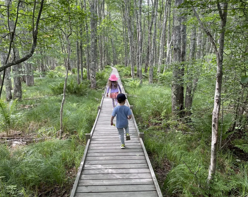 A visitor walking a wooden boardwalk trail through green woods in Acadia National Park